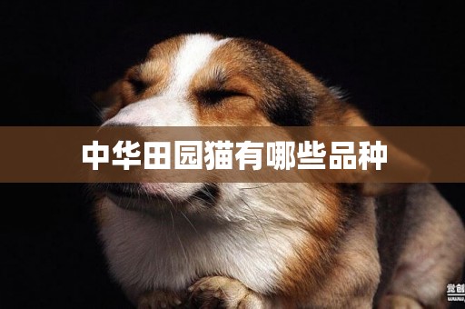 中華田園貓有哪些品種