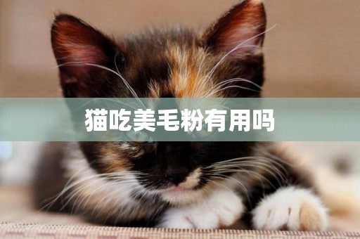 貓吃美毛粉有用嗎