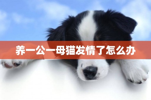 養一公一母貓發情了怎么辦