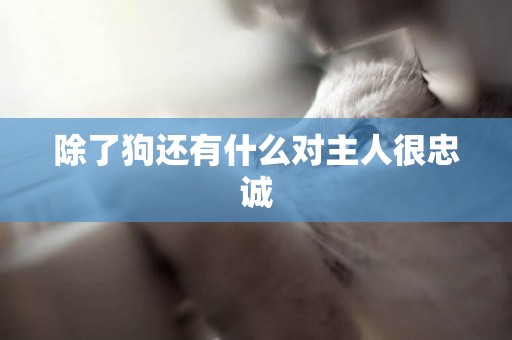 除了狗還有什么對主人很忠誠