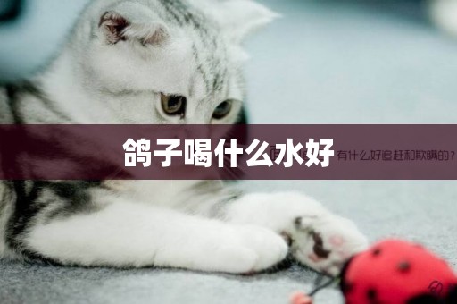 鴿子喝什么水好