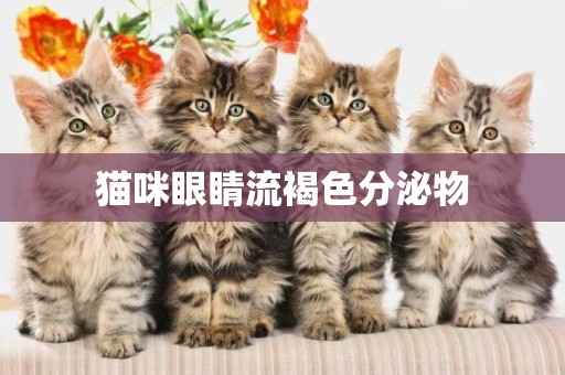 貓咪眼睛流褐色分泌物