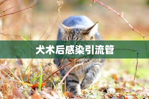 犬術后感染引流管