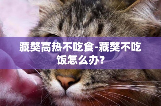 藏獒高熱不吃食-藏獒不吃飯怎么辦？