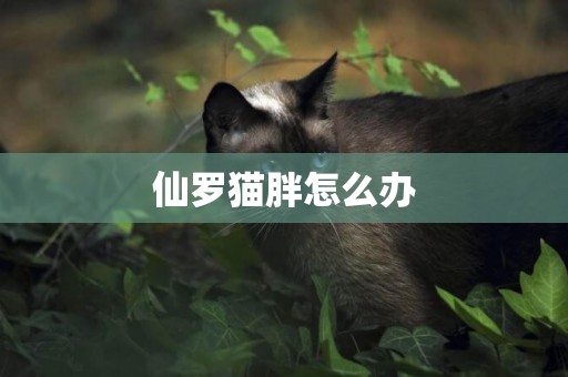 仙羅貓胖怎么辦