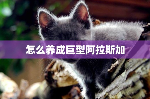 怎么養成巨型阿拉斯加
