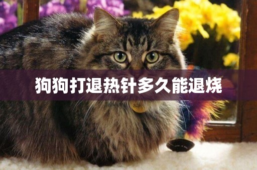 狗狗打退熱針多久能退燒