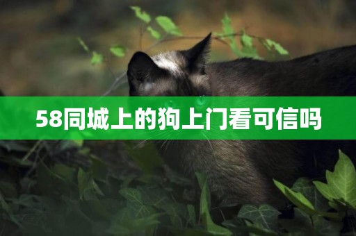 58同城上的狗上門看可信嗎