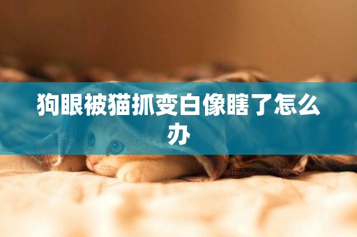 狗眼被貓抓變白像瞎了怎么辦