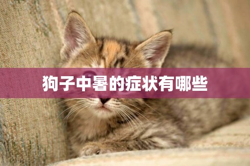 狗子中暑的癥狀有哪些