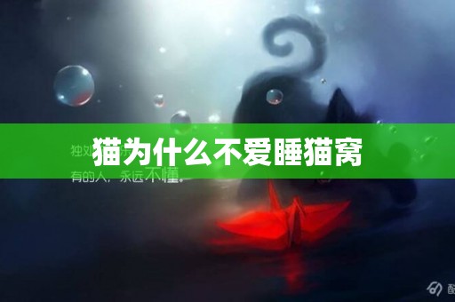 貓為什么不愛睡貓窩