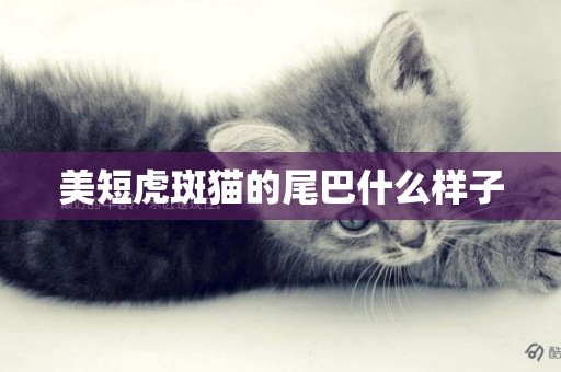 美短虎斑貓的尾巴什么樣子