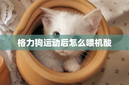 格力狗運動后怎么喂機酸
