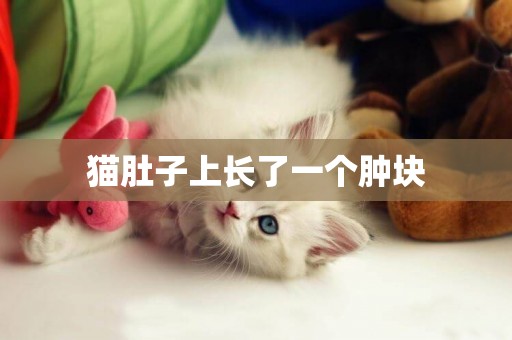 貓肚子上長了一個腫塊