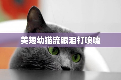 美短幼貓流眼淚打噴嚏