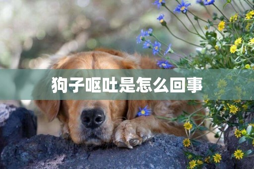 狗子嘔吐是怎么回事