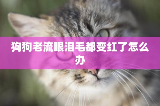 狗狗老流眼淚毛都變紅了怎么辦
