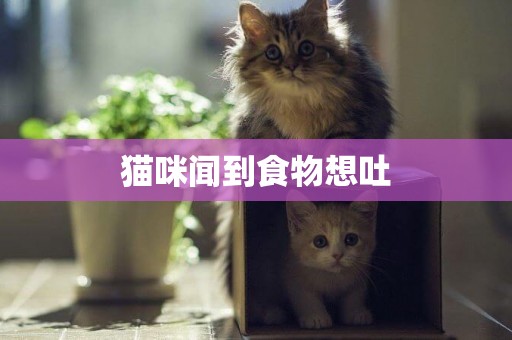 貓咪聞到食物想吐
