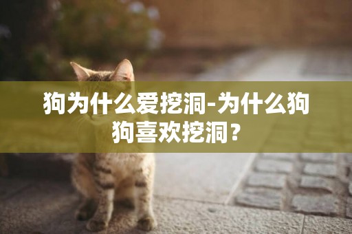 狗為什么愛挖洞-為什么狗狗喜歡挖洞？