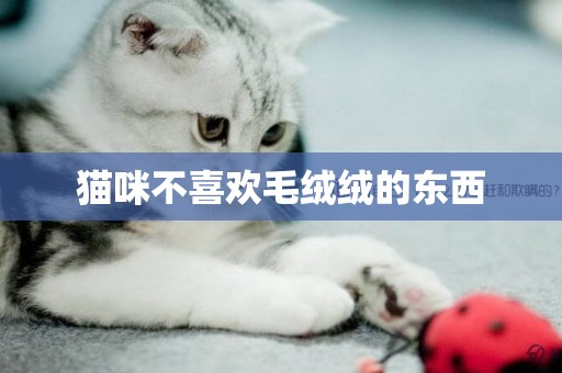 貓咪不喜歡毛絨絨的東西