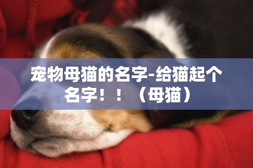 寵物母貓的名字-給貓起個名字！！（母貓）
