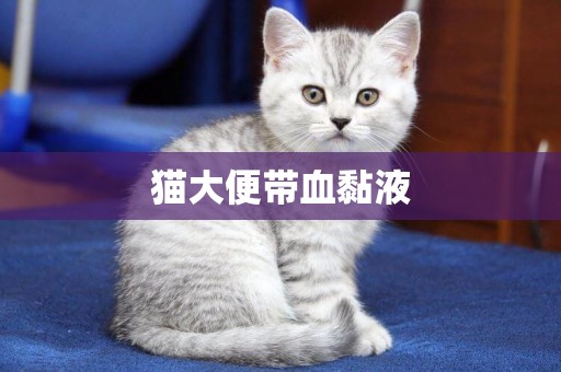 貓大便帶血黏液