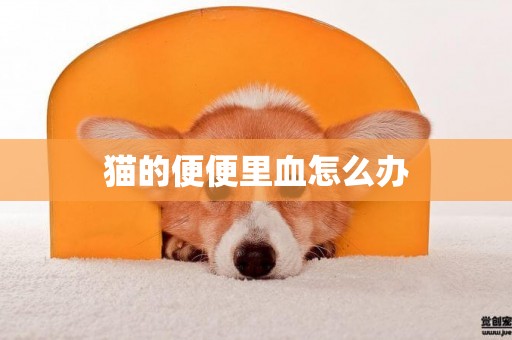 貓的便便里血怎么辦