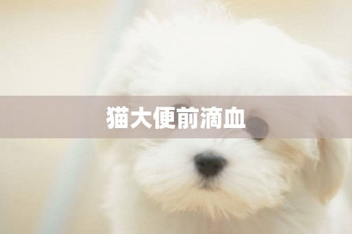 貓大便前滴血
