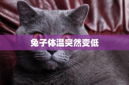 兔子體溫突然變低