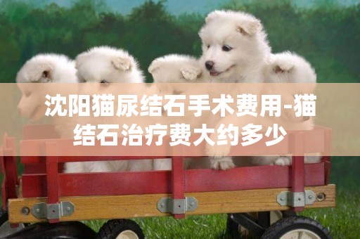 沈陽貓尿結石手術費用-貓結石治療費大約多少