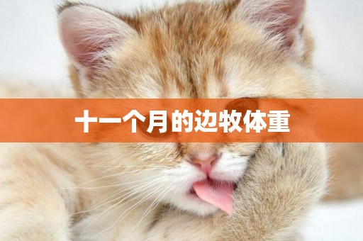 十一個月的邊牧體重
