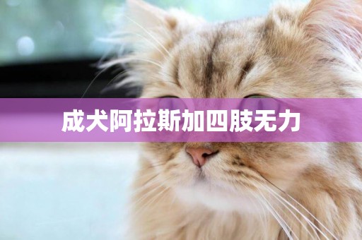 成犬阿拉斯加四肢無力