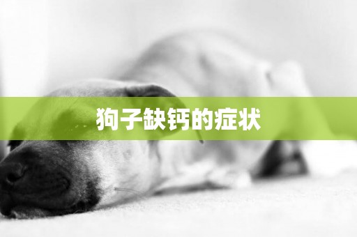 狗子缺鈣的癥狀