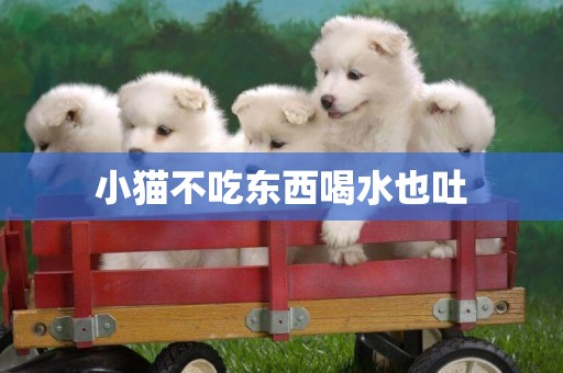 小貓不吃東西喝水也吐