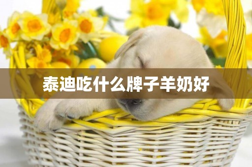 泰迪吃什么牌子羊奶好