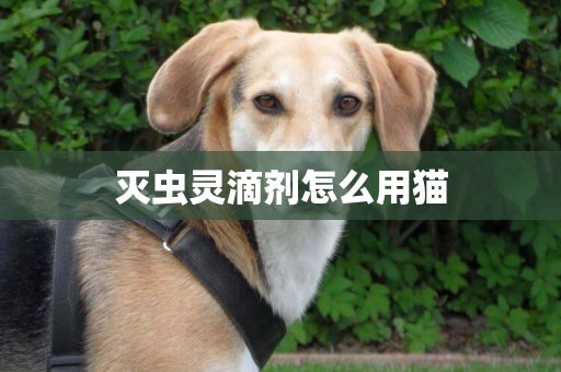 滅蟲靈滴劑怎么用貓