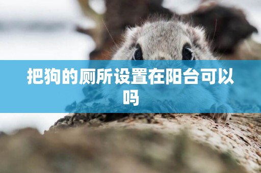 把狗的廁所設置在陽臺可以嗎