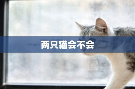 兩只貓會不會
