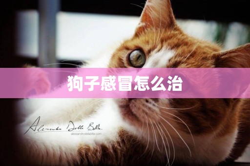 狗子感冒怎么治