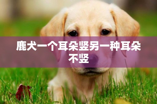 鹿犬一個耳朵豎另一種耳朵不豎