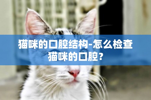 貓咪的口腔結構-怎么檢查貓咪的口腔？