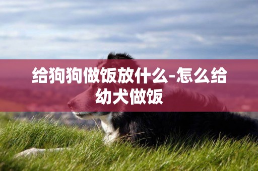 給狗狗做飯放什么-怎么給幼犬做飯