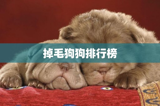 掉毛狗狗排行榜