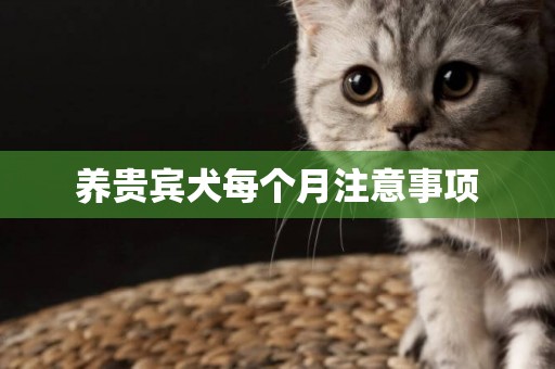 養貴賓犬每個月注意事項