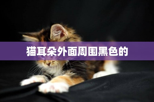 貓耳朵外面周圍黑色的