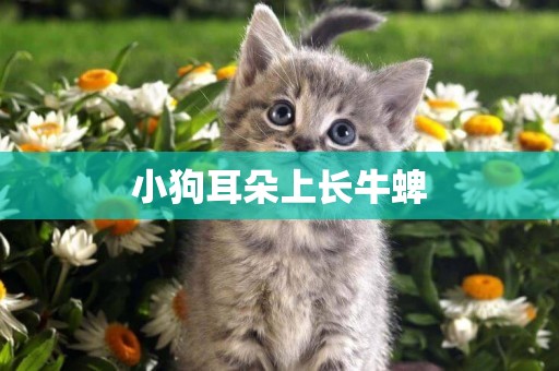 小狗耳朵上長牛蜱