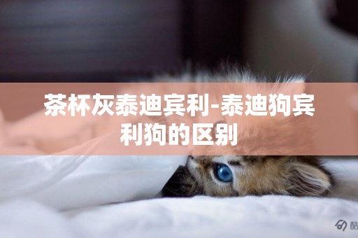 茶杯灰泰迪賓利-泰迪狗賓利狗的區別
