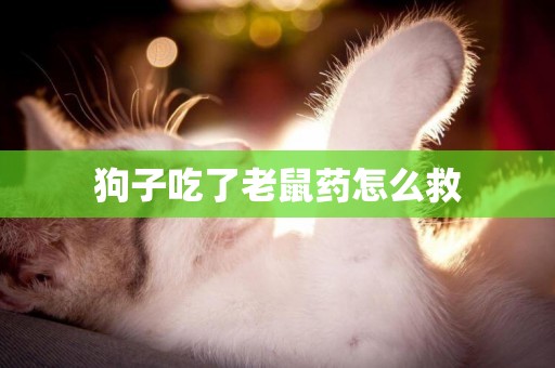 狗子吃了老鼠藥怎么救