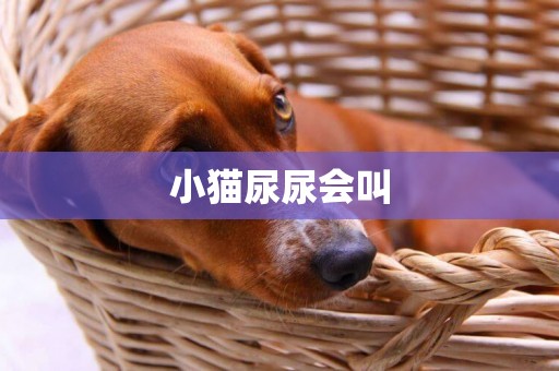 小貓尿尿會叫