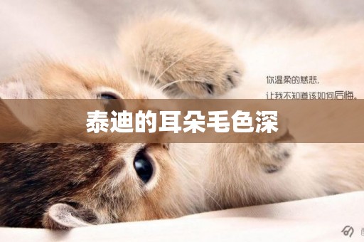 泰迪的耳朵毛色深